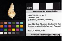 Foto (Objket + Etiketten) von Decapoda indet. 